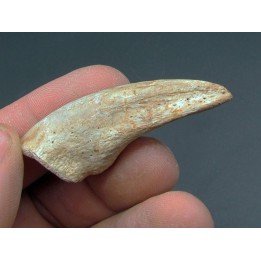 griffe de dinosaure TYRANNOSAURE