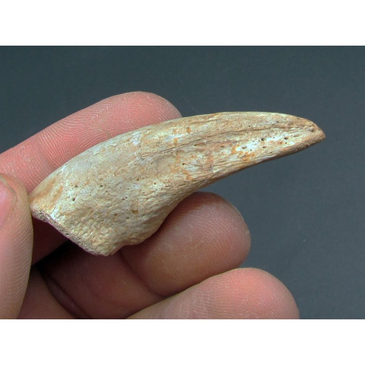tyrannosaure claw