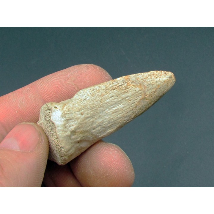 griffe de dinosaure TYRANNOSAURE