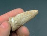 griffe de dinosaure TYRANNOSAURE