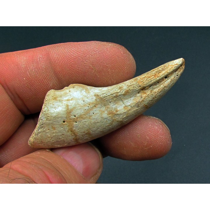 griffe de dinosaure TYRANNOSAURE