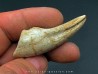 griffe de dinosaure TYRANNOSAURE