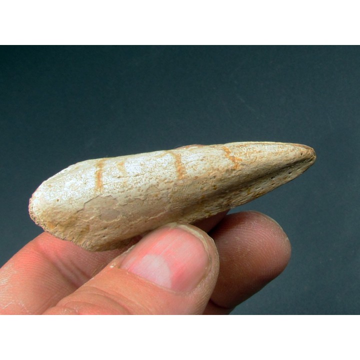 tyrannosaure claw