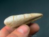 tyrannosaure claw