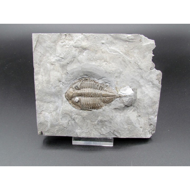 DALMANITES LIMURUS