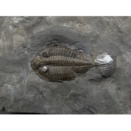 DALMANITES LIMURUS