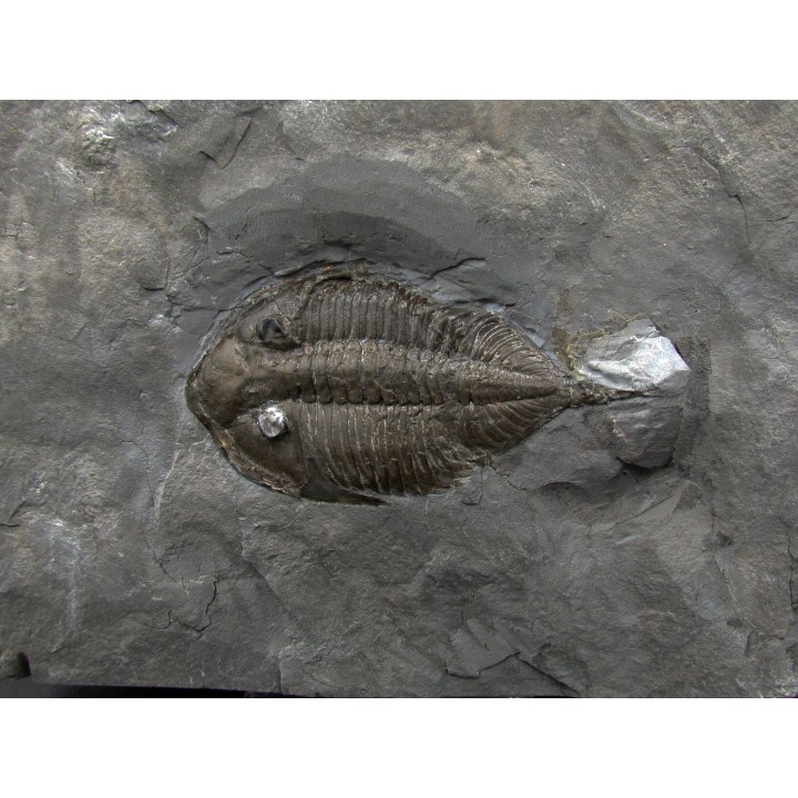 DALMANITES LIMURUS