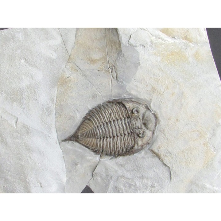 DALMANITES LIMURUS