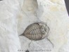 DALMANITES LIMURUS