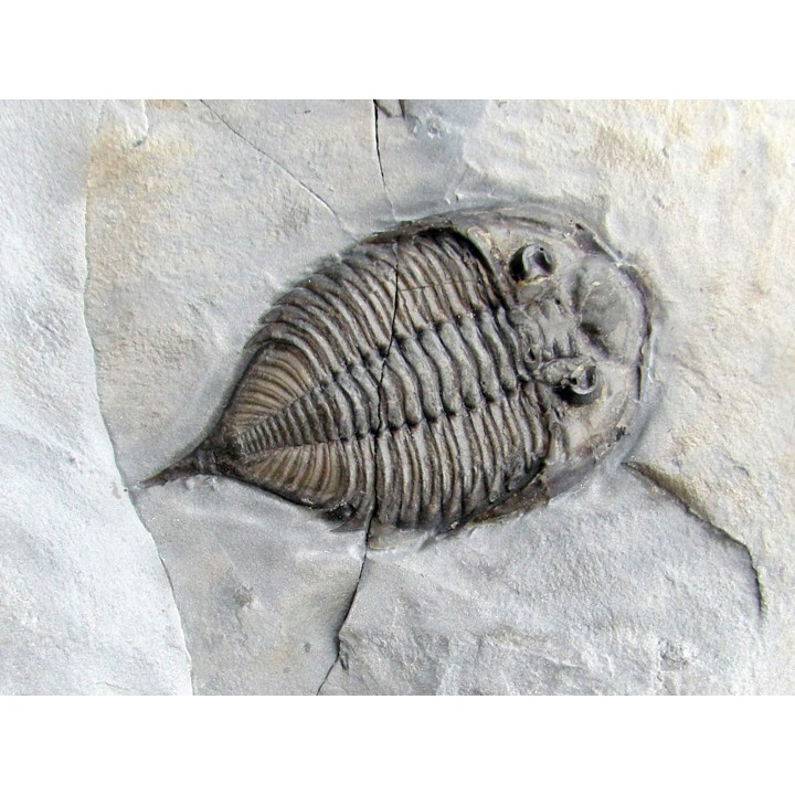 DALMANITES LIMURUS
