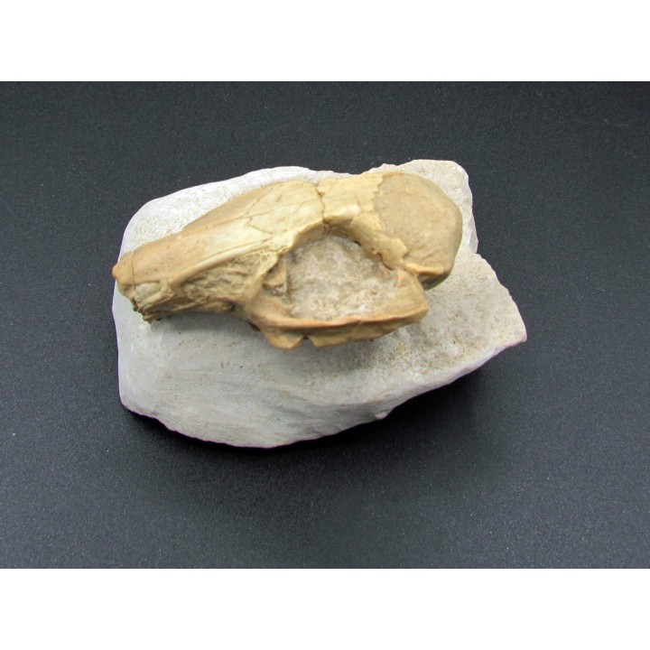 CRANE DE LAPIN palaeolagus sp.