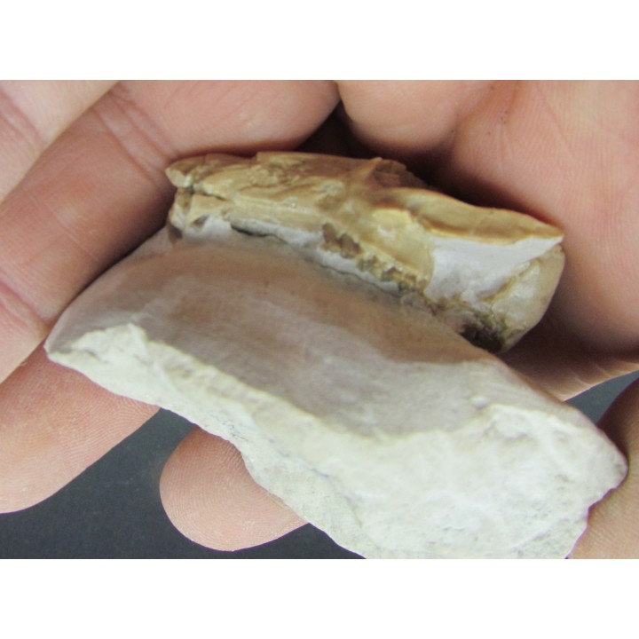 RABBIT SKULL palaeolagus sp.