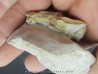 RABBIT SKULL palaeolagus sp.