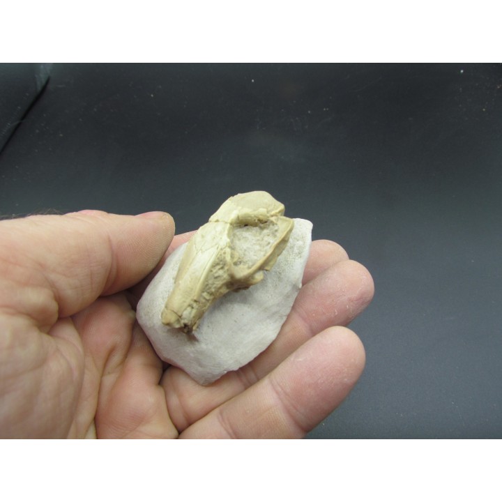 CRANE DE LAPIN palaeolagus sp.