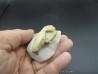 RABBIT SKULL palaeolagus sp.