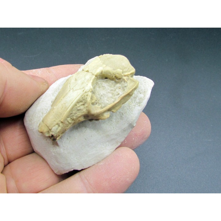 CRANE DE LAPIN palaeolagus sp.