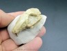 RABBIT SKULL palaeolagus sp.