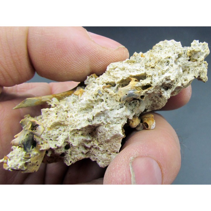 Chiroptera sp. bones and skull