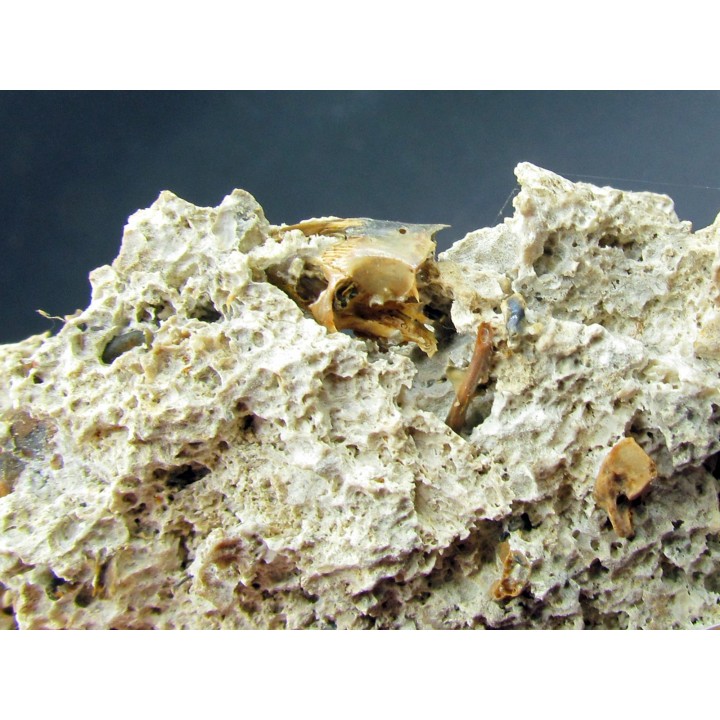 Chiroptera sp. bones and skull