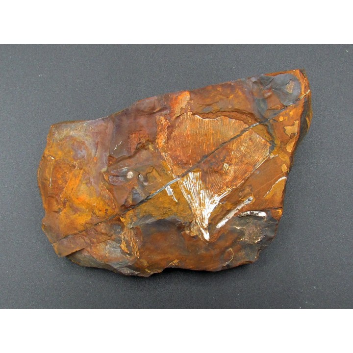 GINKGO ADIANTOIDES