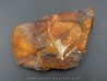 GINKGO ADIANTOIDES