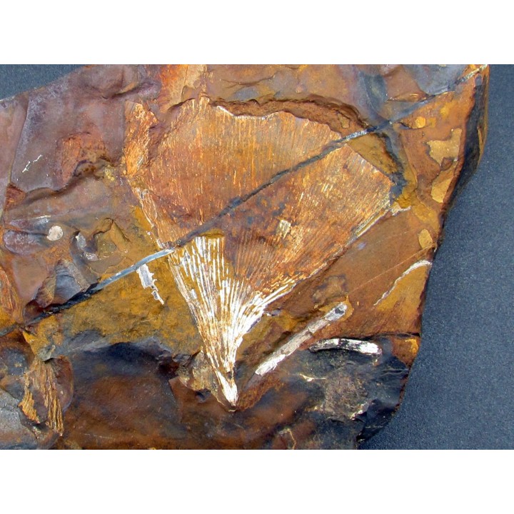 GINKGO ADIANTOIDES