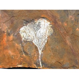 GINKGO ADIANTOIDES