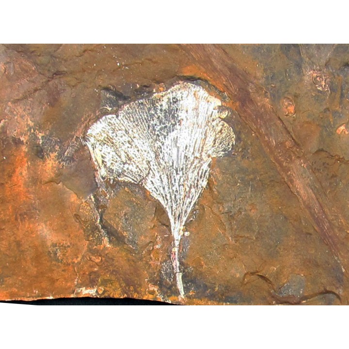 GINKGO ADIANTOIDES