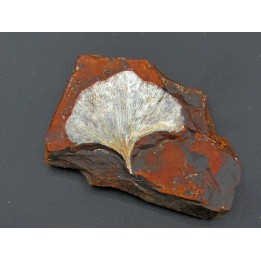 GINKGO ADIANTOIDES