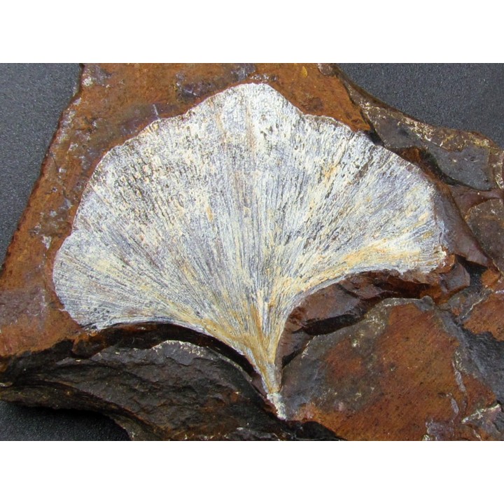 GINKGO ADIANTOIDES