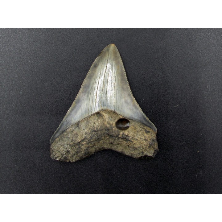 CARCHARODON MEGALODON