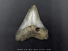 CARCHARODON MEGALODON