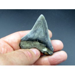 CARCHARODON MEGALODON