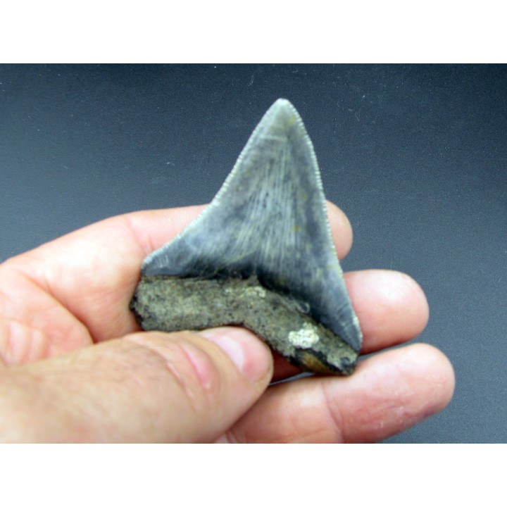 CARCHARODON MEGALODON