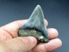 CARCHARODON MEGALODON