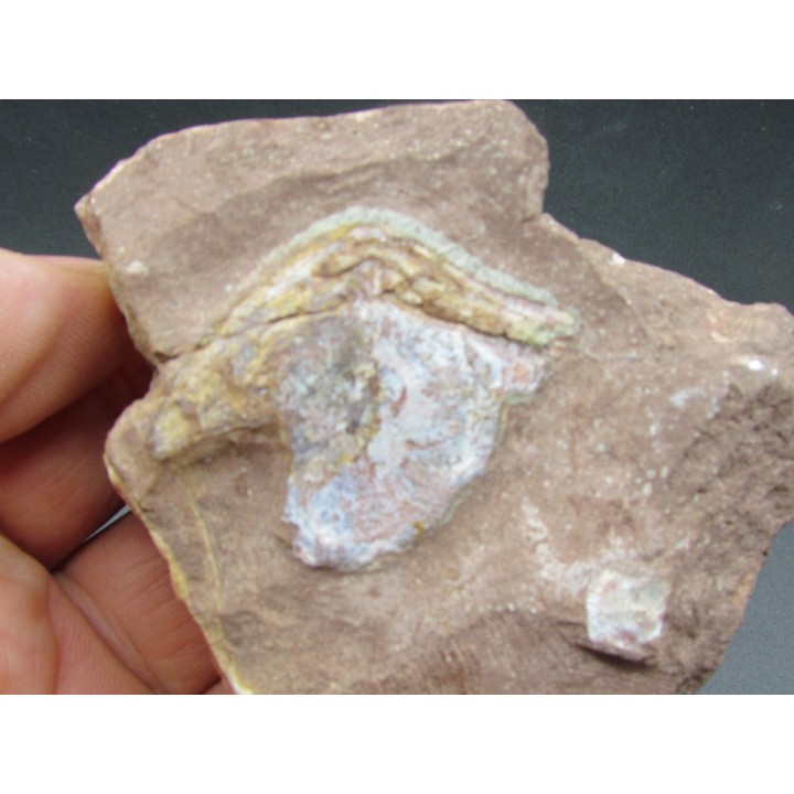 PORASPIS sp.