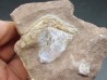 PORASPIS sp.