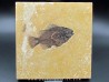 Cockerellites liops