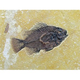 Cockerellites liops