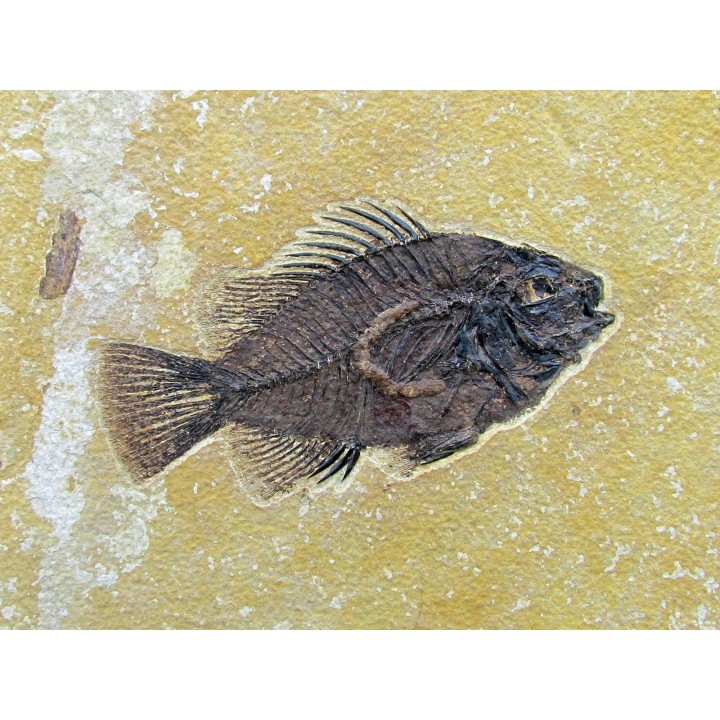 Cockerellites liops