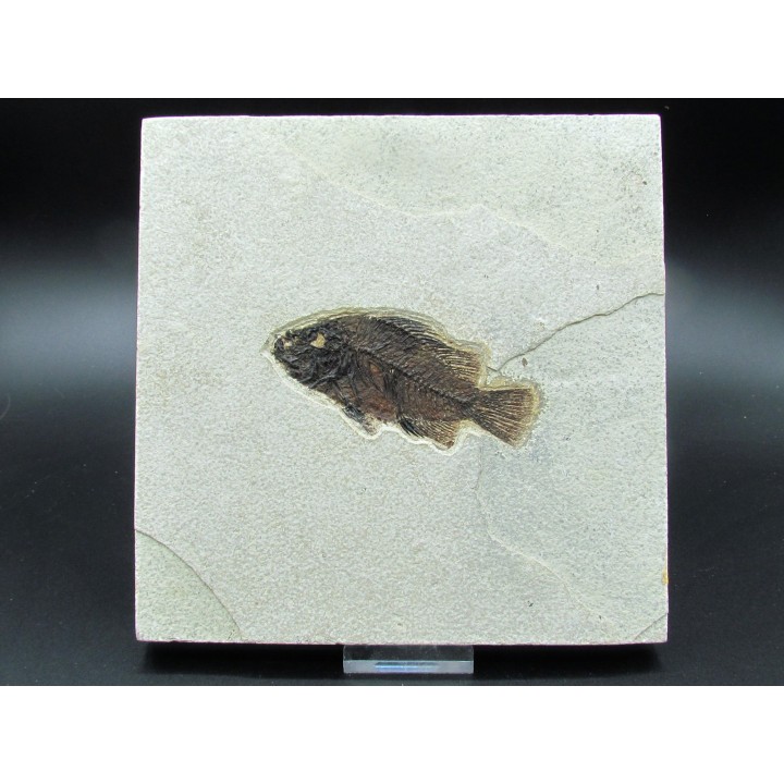 Cockerellites liops