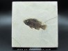 Cockerellites liops