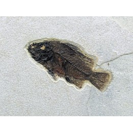 Cockerellites liops