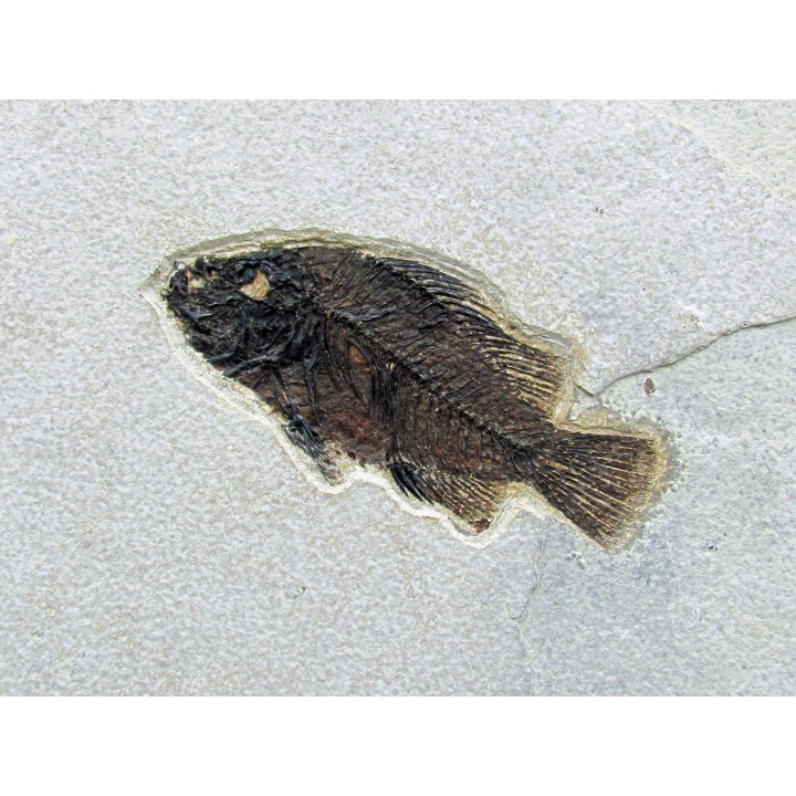 Cockerellites liops