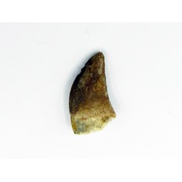 dinosaur tooth raptor: dromaeosaurus