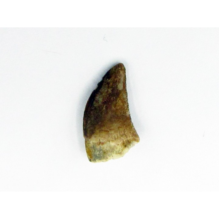dinosaure raptor: dromaeosaurus