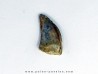 dinosaur tooth raptor: dromaeosaurus