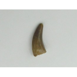 dinosaure raptor: Saurornitholestes langstoni