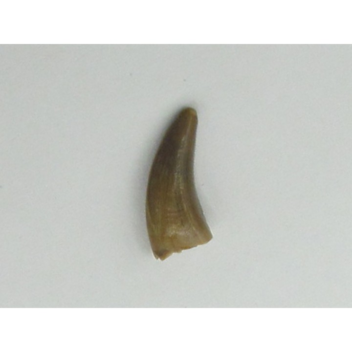dinosaur tooth raptor: Saurornitholestes langstoni