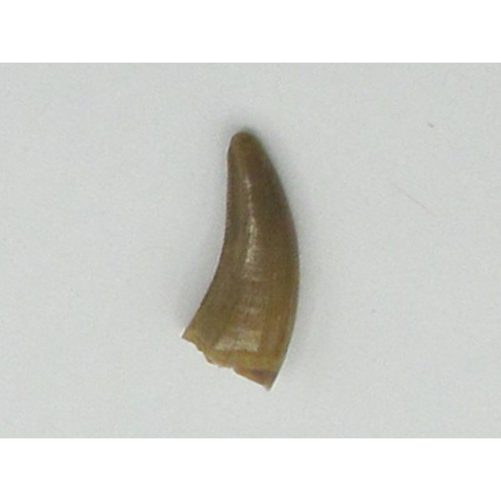 dinosaur tooth raptor: Saurornitholestes langstoni